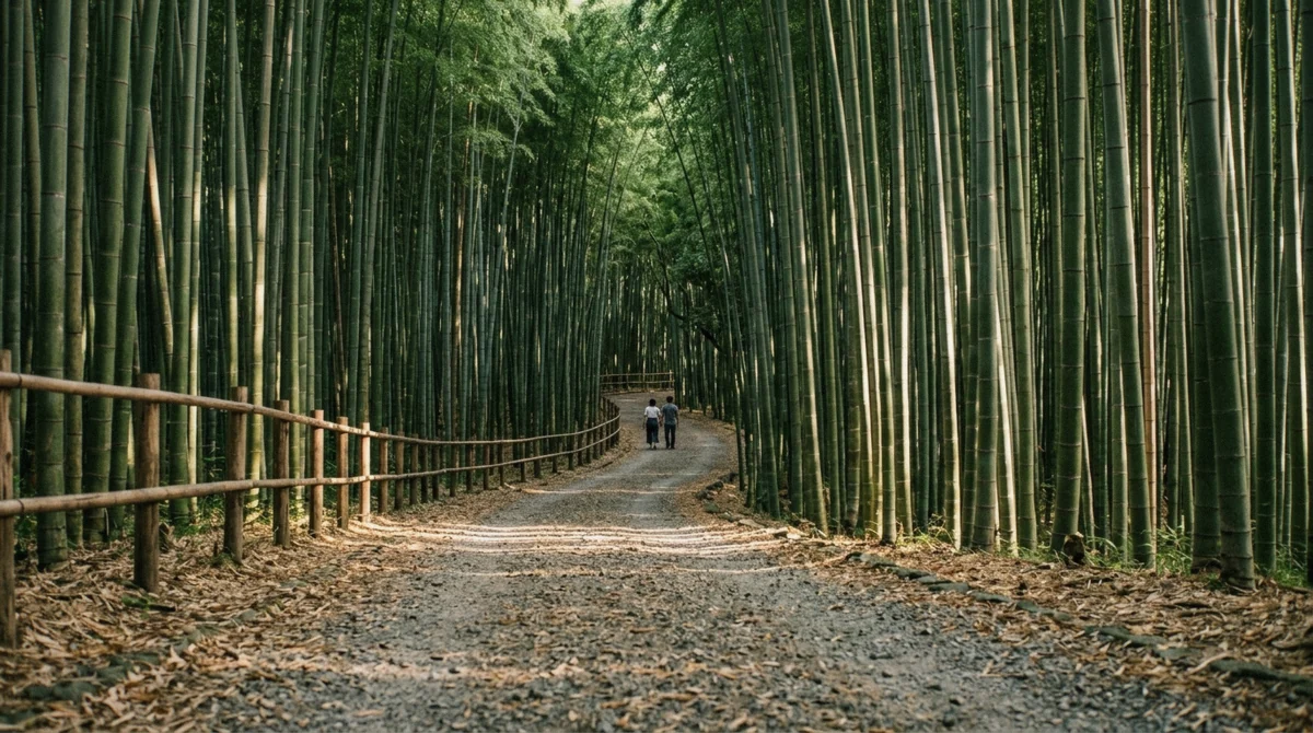 The gravel main path curving between dense green culms in the Arashiyama Bamboo Forest, Kyoto, early on a summer morning